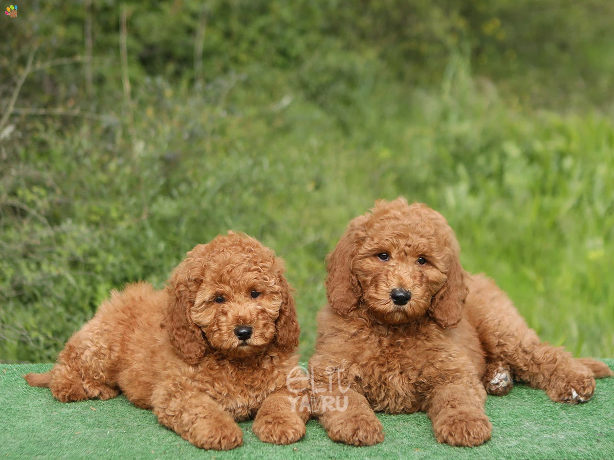 Labradoodle Luka 1