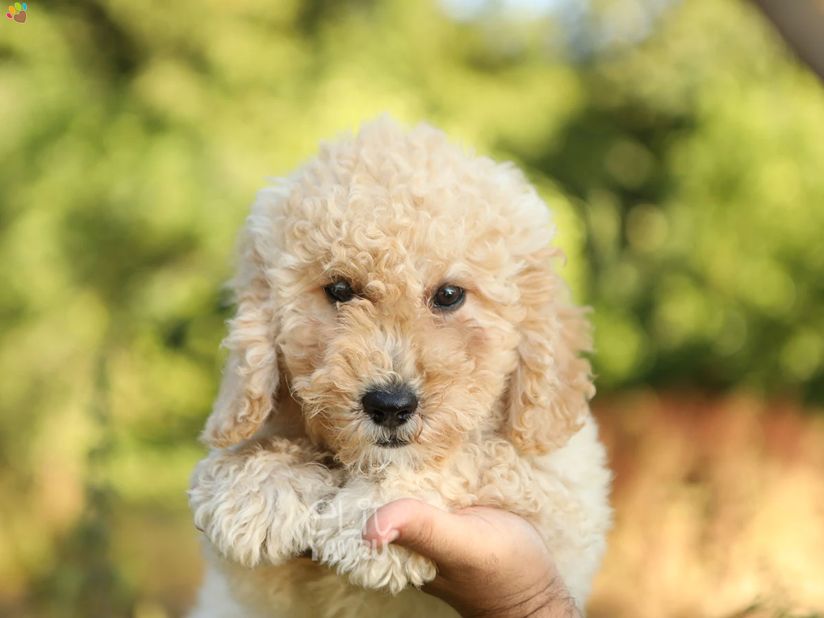 Labradoodle Lula 2