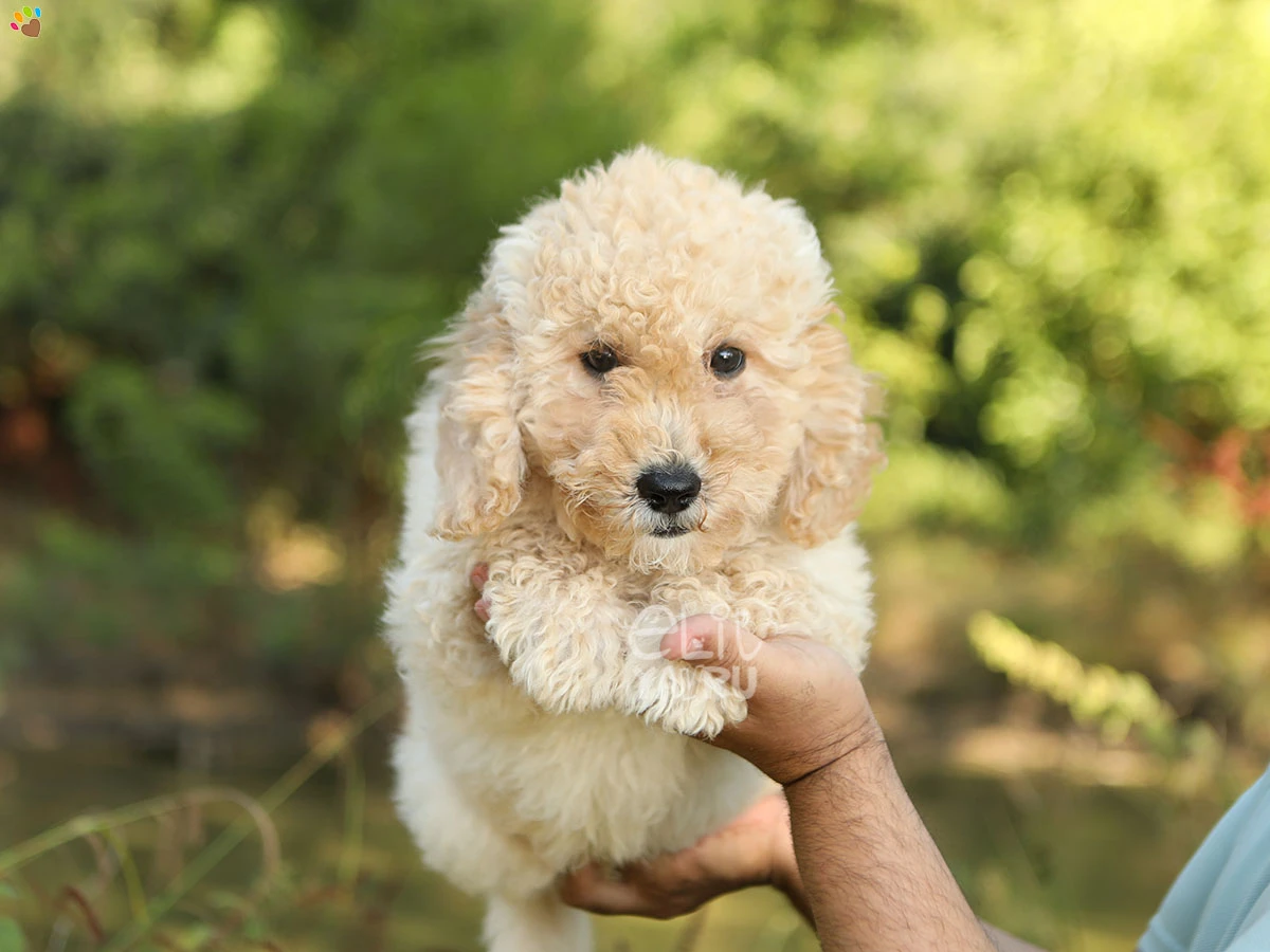 Labradoodle Lula