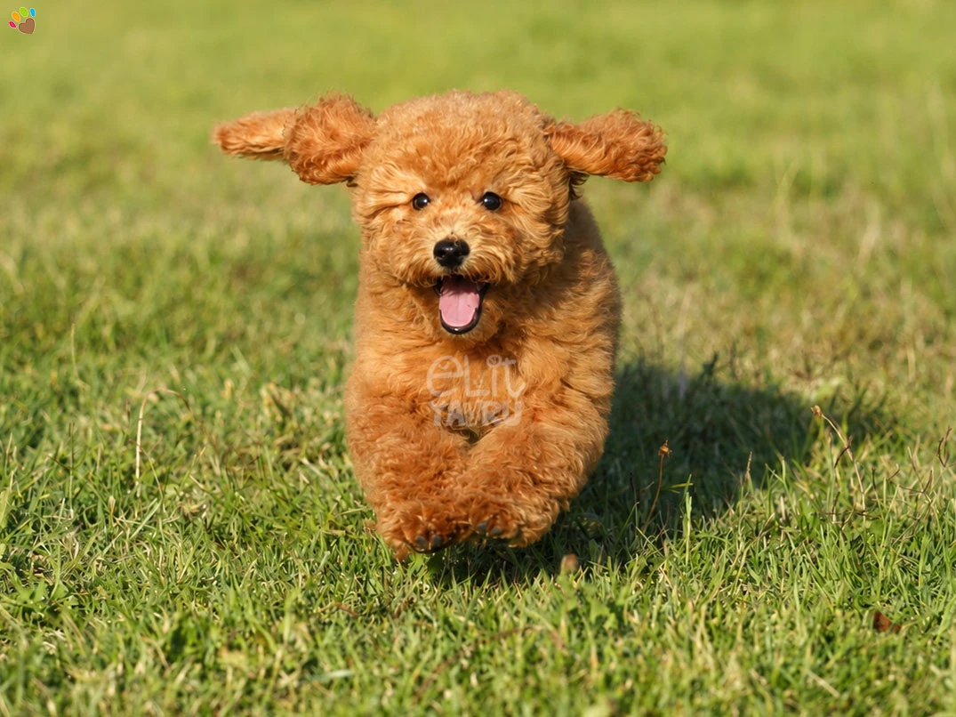 Labradoodle Simba 3