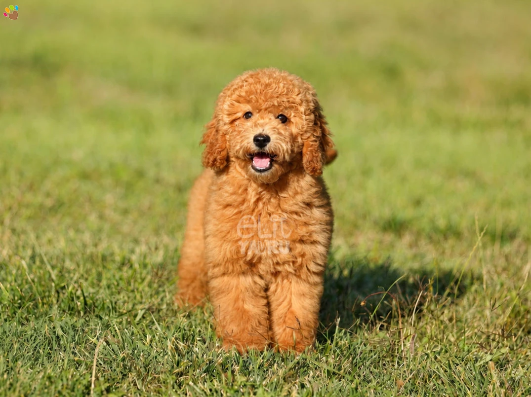 Labradoodle Simba 4