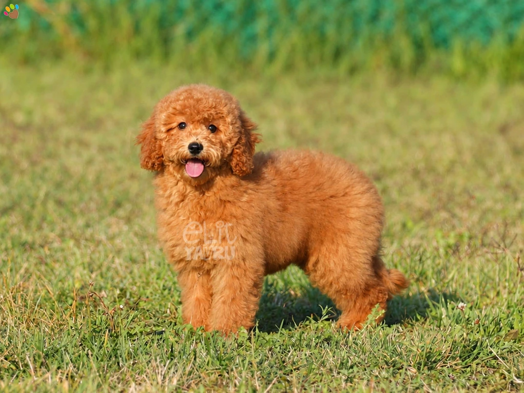 Labradoodle Simba 2