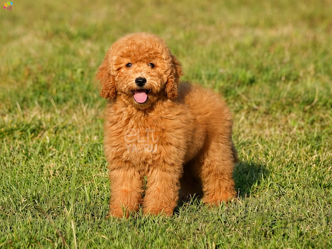 Labradoodle Simba