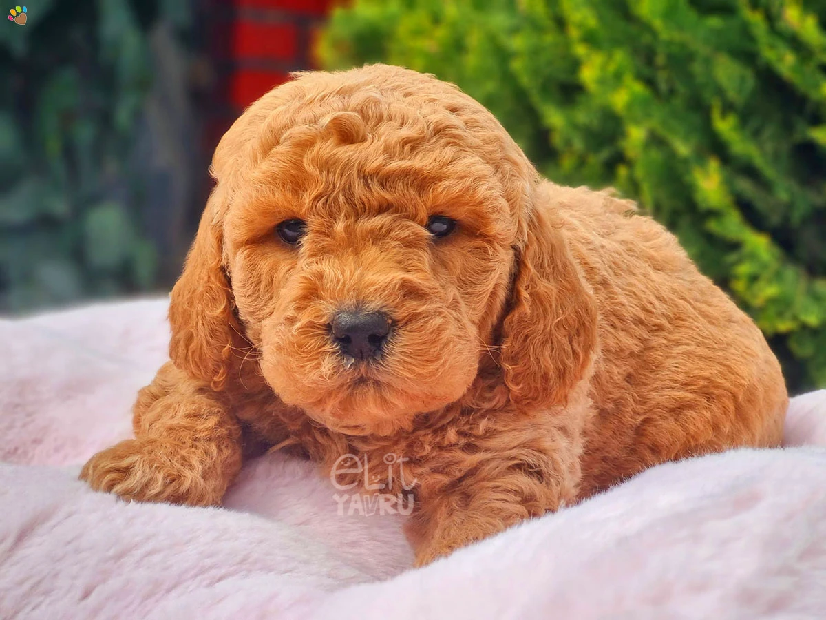 Labradoodle Sophia