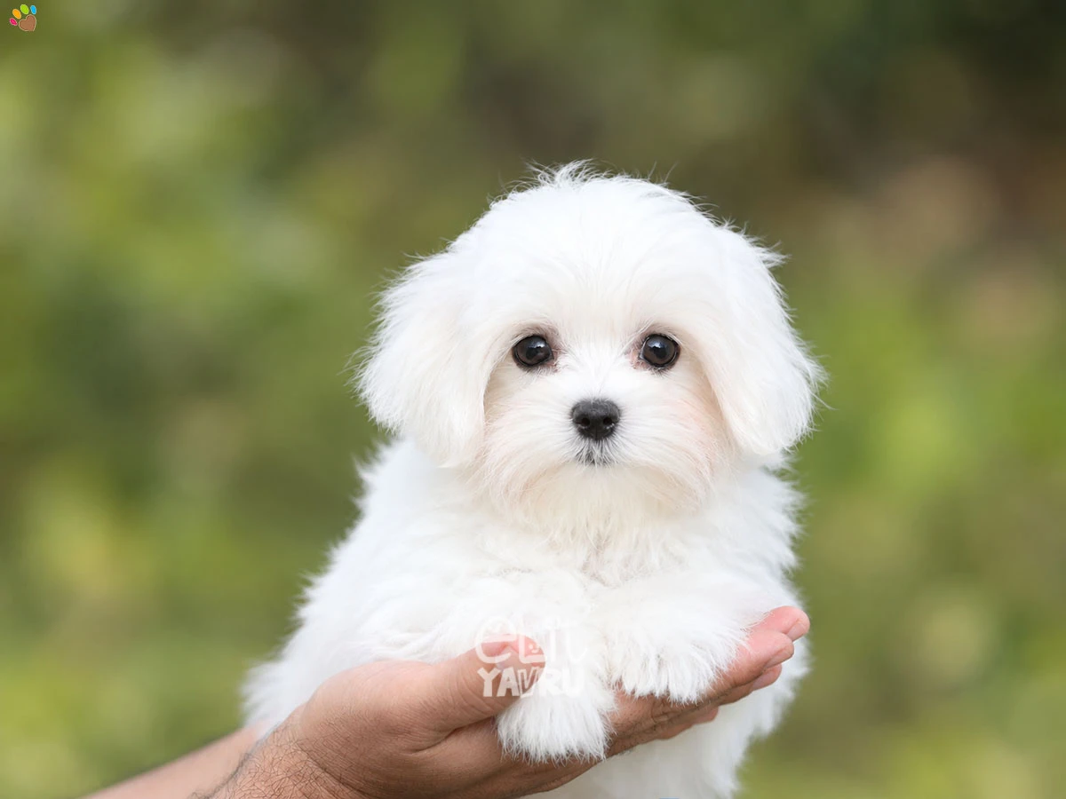 Maltese Terrier Angel