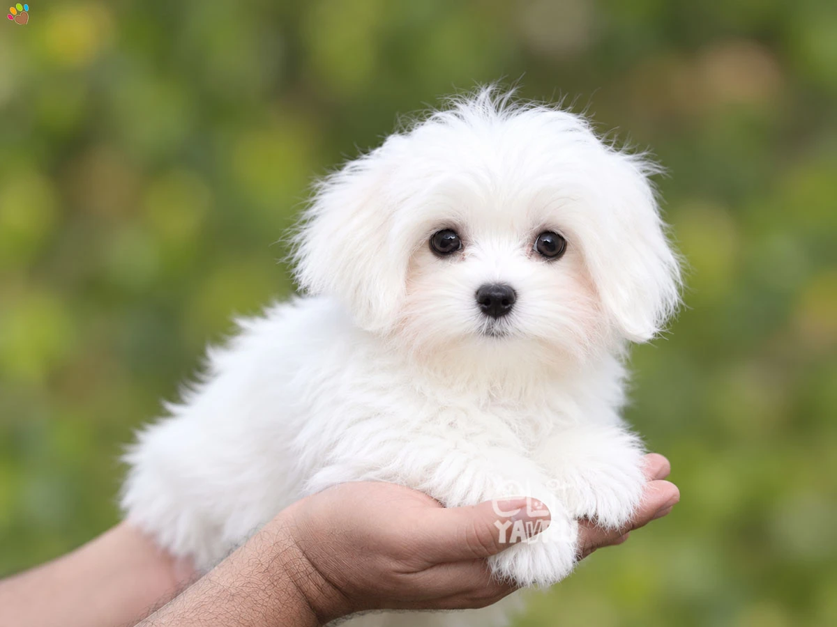 Maltese Terrier Angel 2