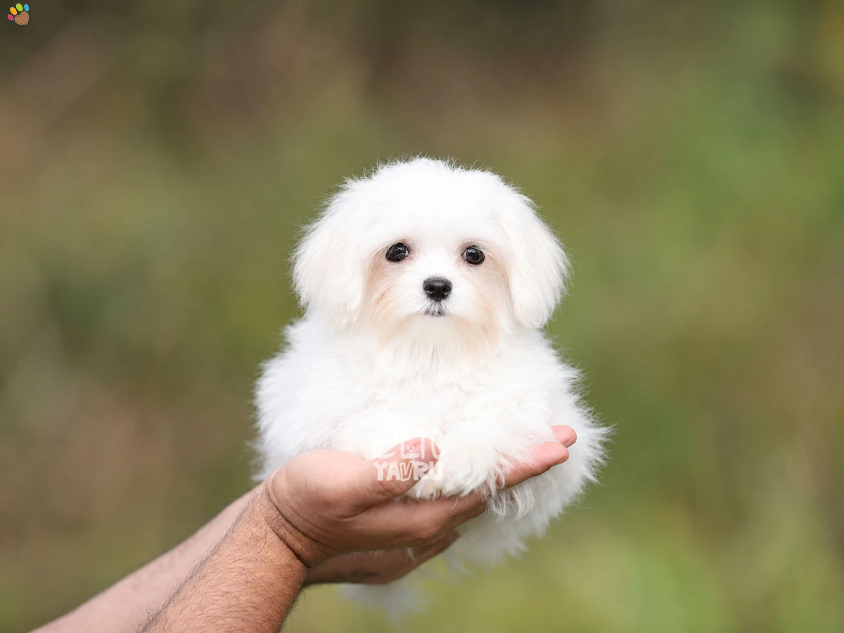 Maltese Terrier Bitsy 1