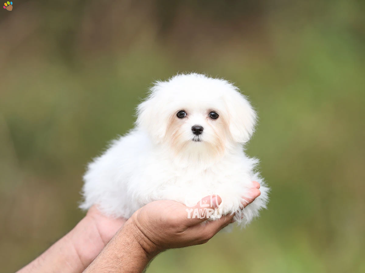 Maltese Terrier Bitsy 2