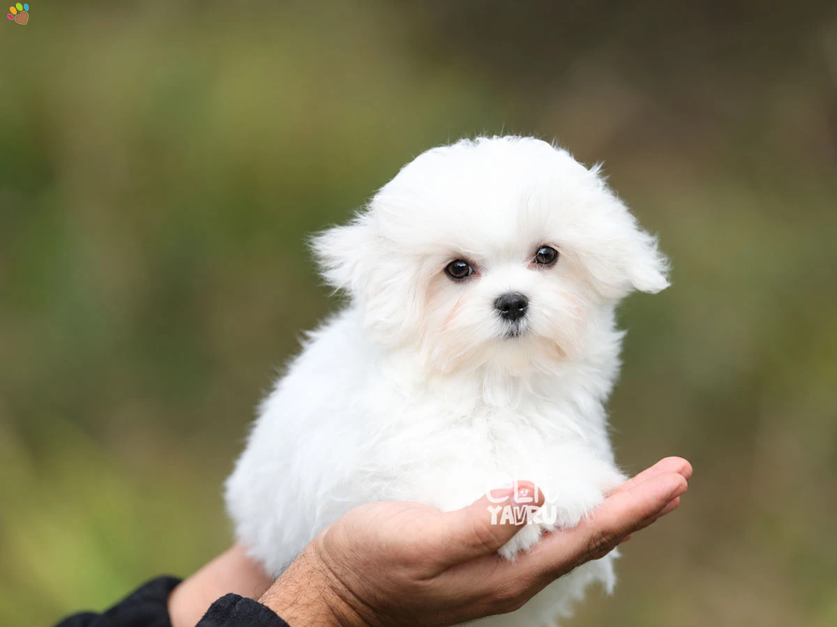 Maltese Terrier Lyon 1