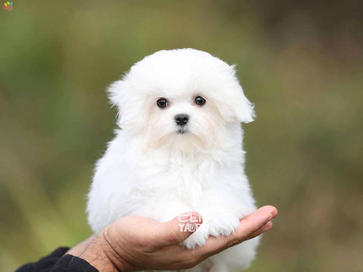 Maltese Terrier Lyon