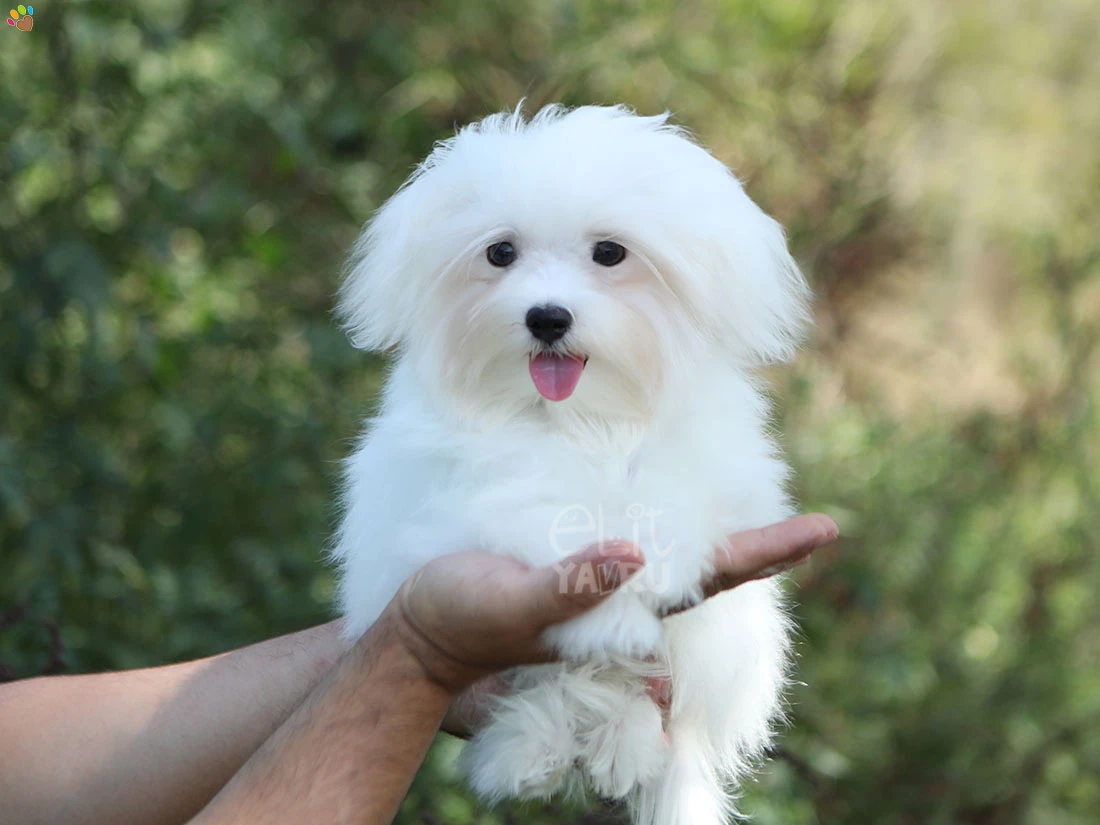 Maltese Terrier Manny 2