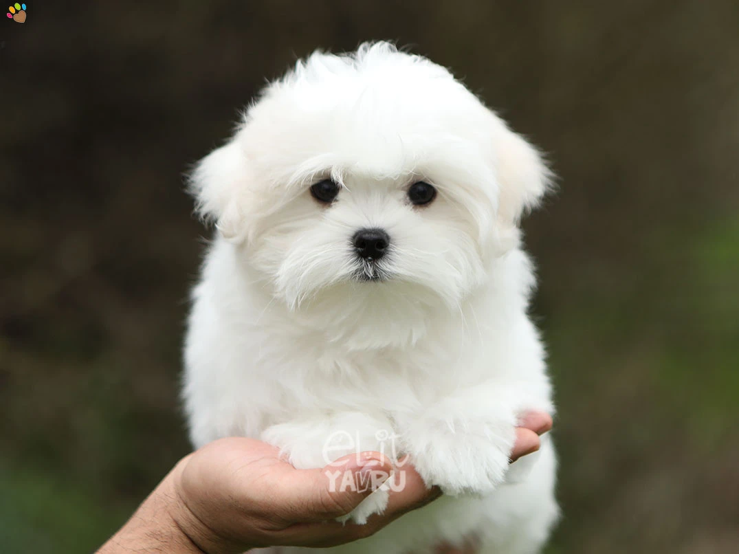 Maltese Terrier Manu