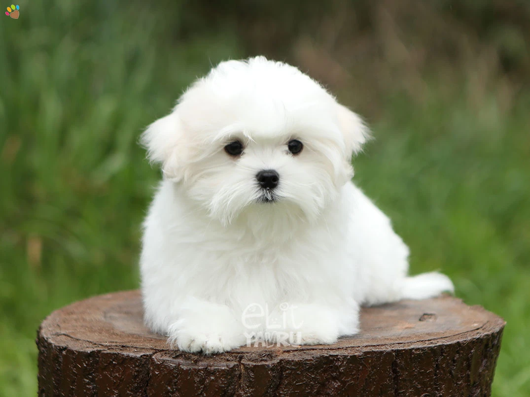 Maltese Terrier Manu 3