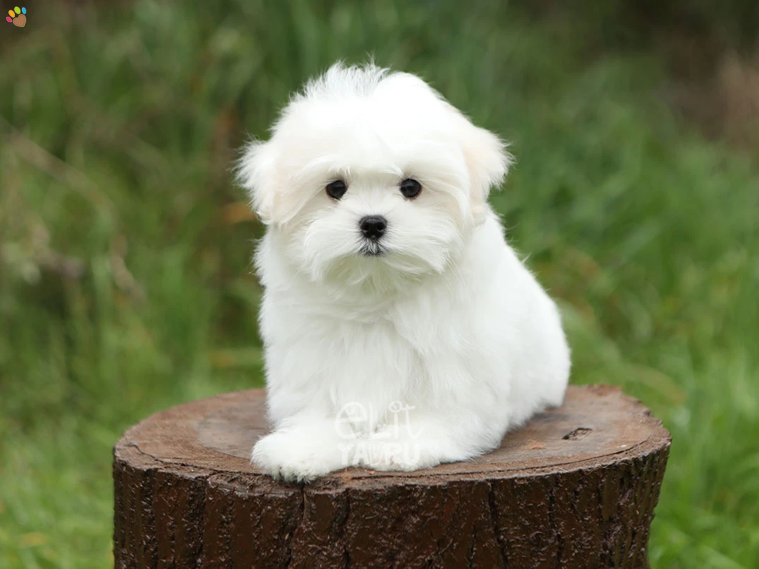 Maltese Terrier Manu 1