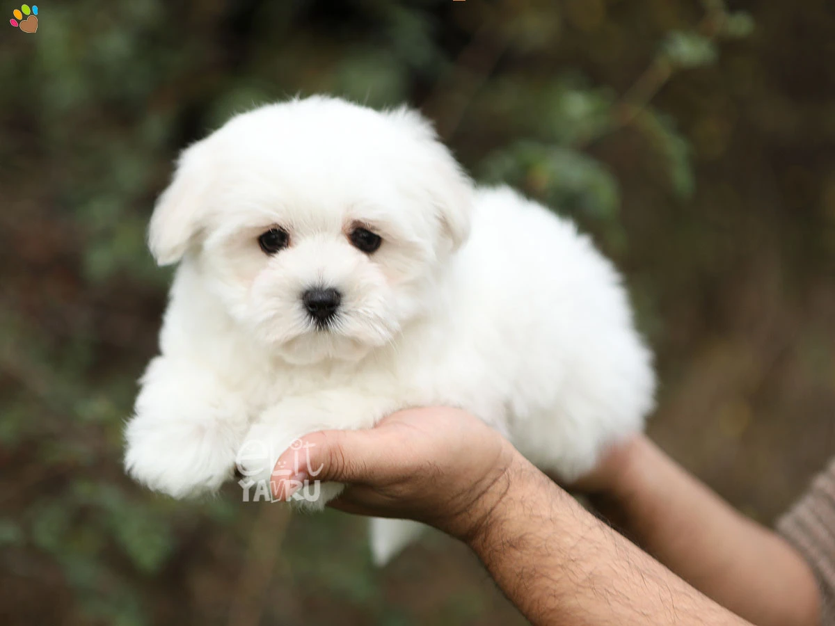 Maltese Terrier Maya