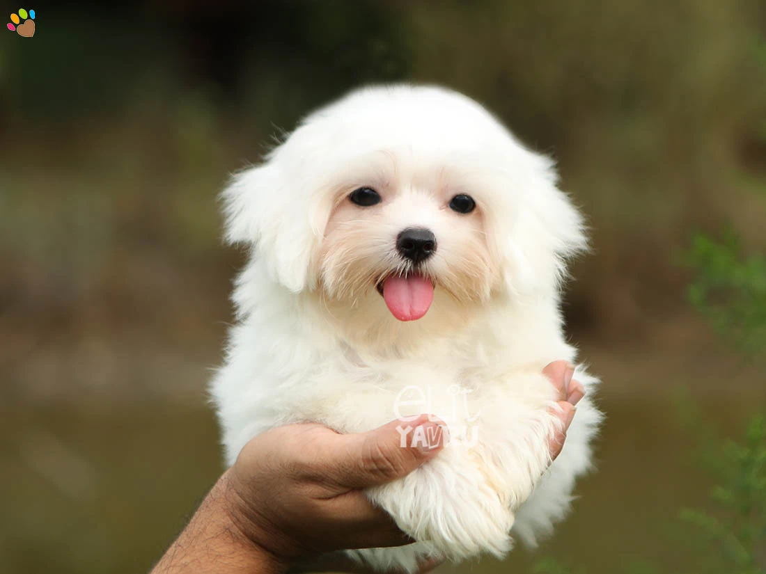  Meeko