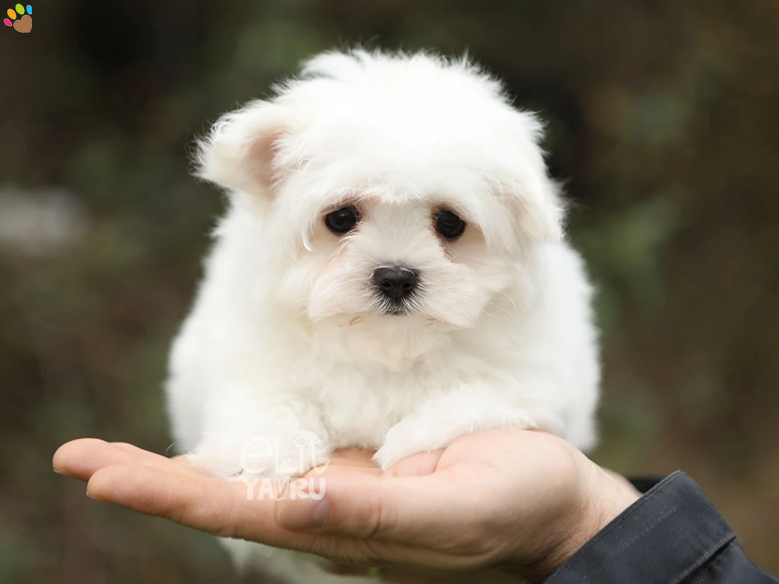 Maltese Terrier Mickey