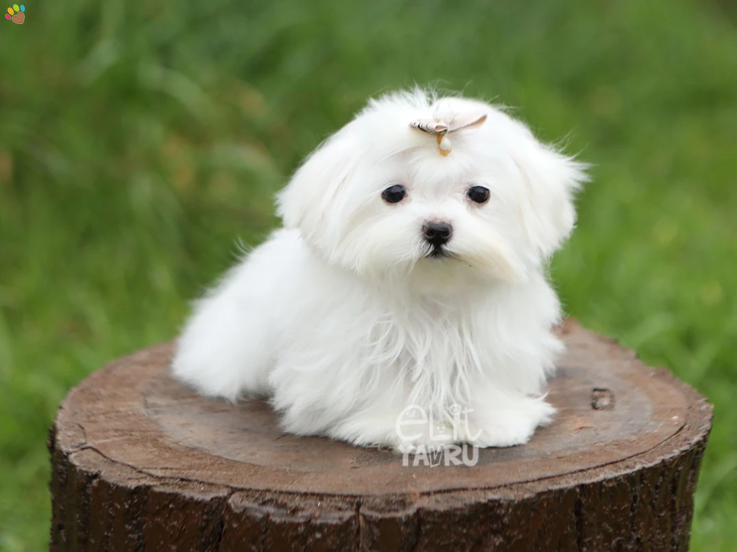 Maltese Terrier Mikky 2