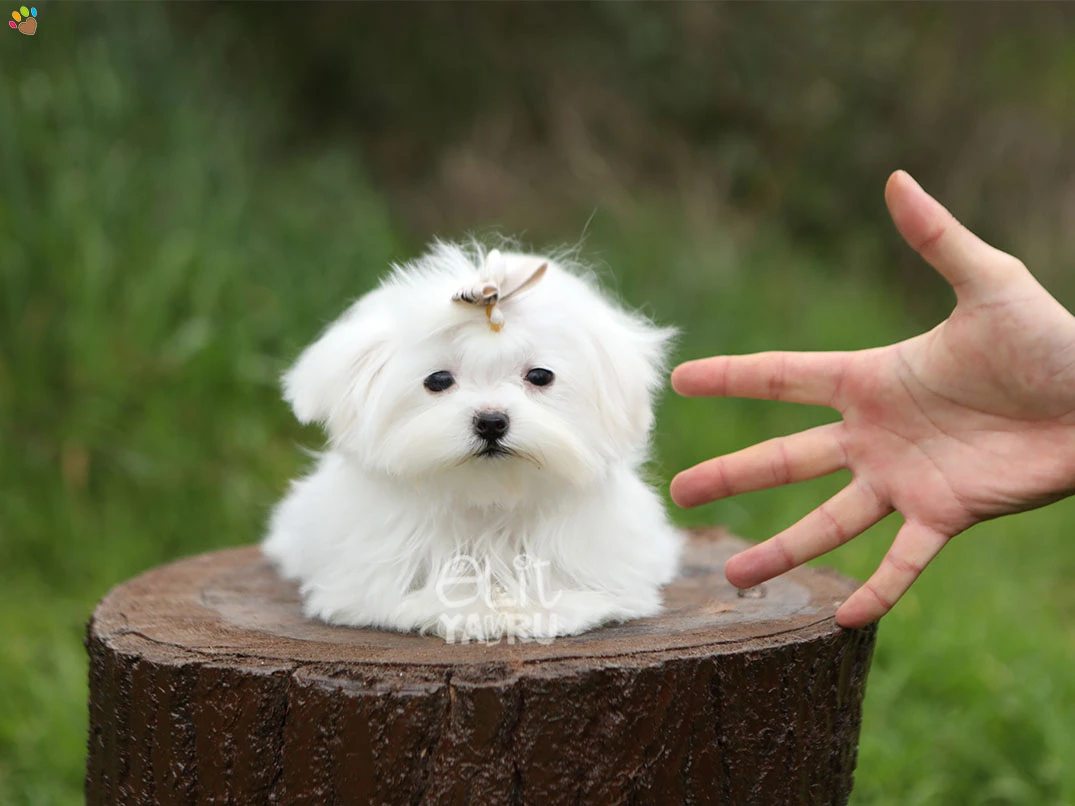 Maltese Terrier Mikky