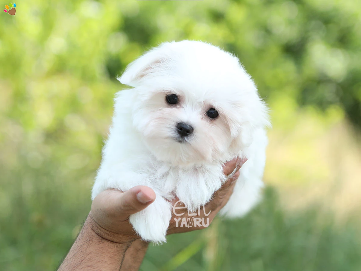 Maltese Terrier Mimi 1