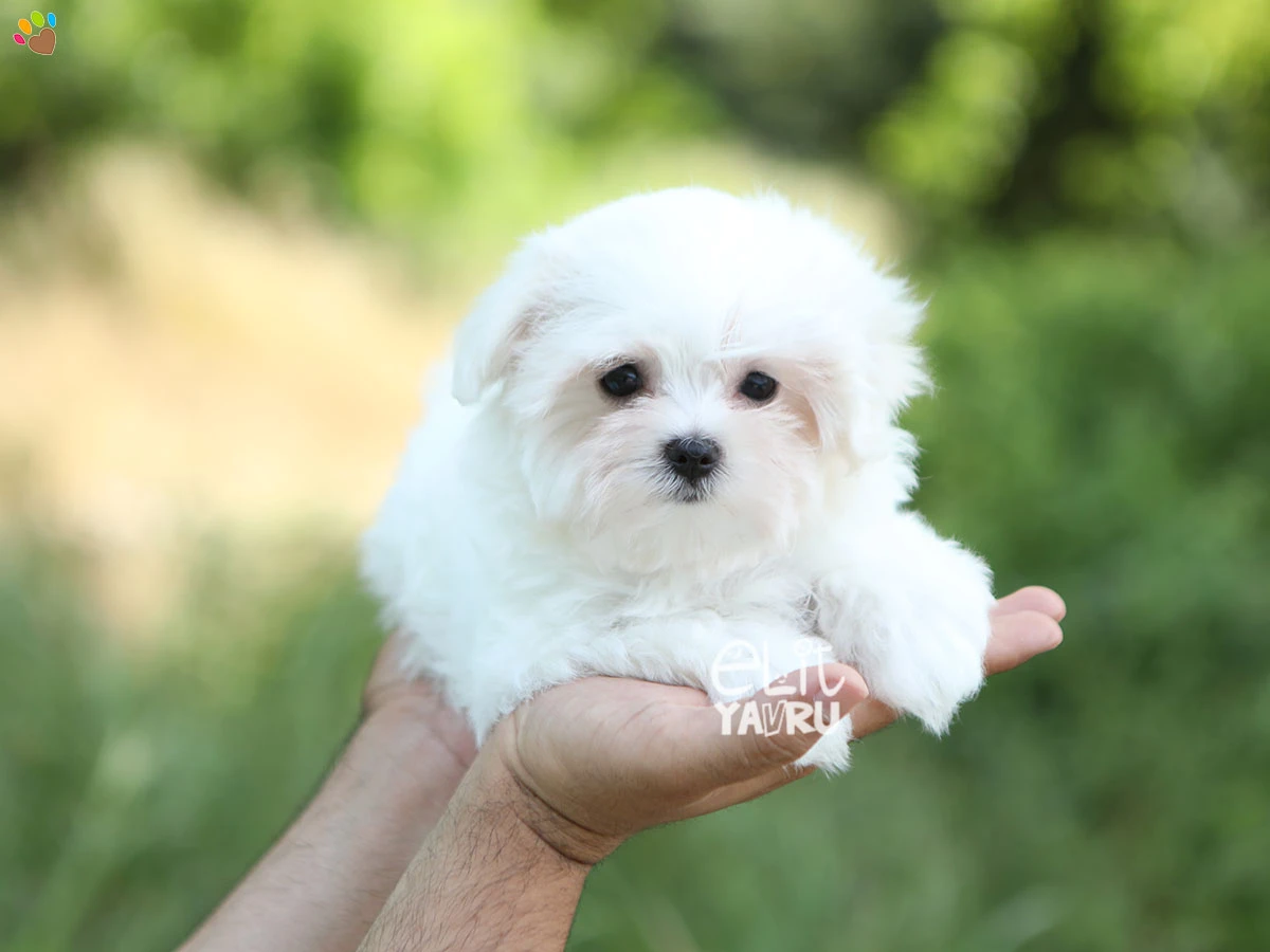 Maltese Terrier Mimi