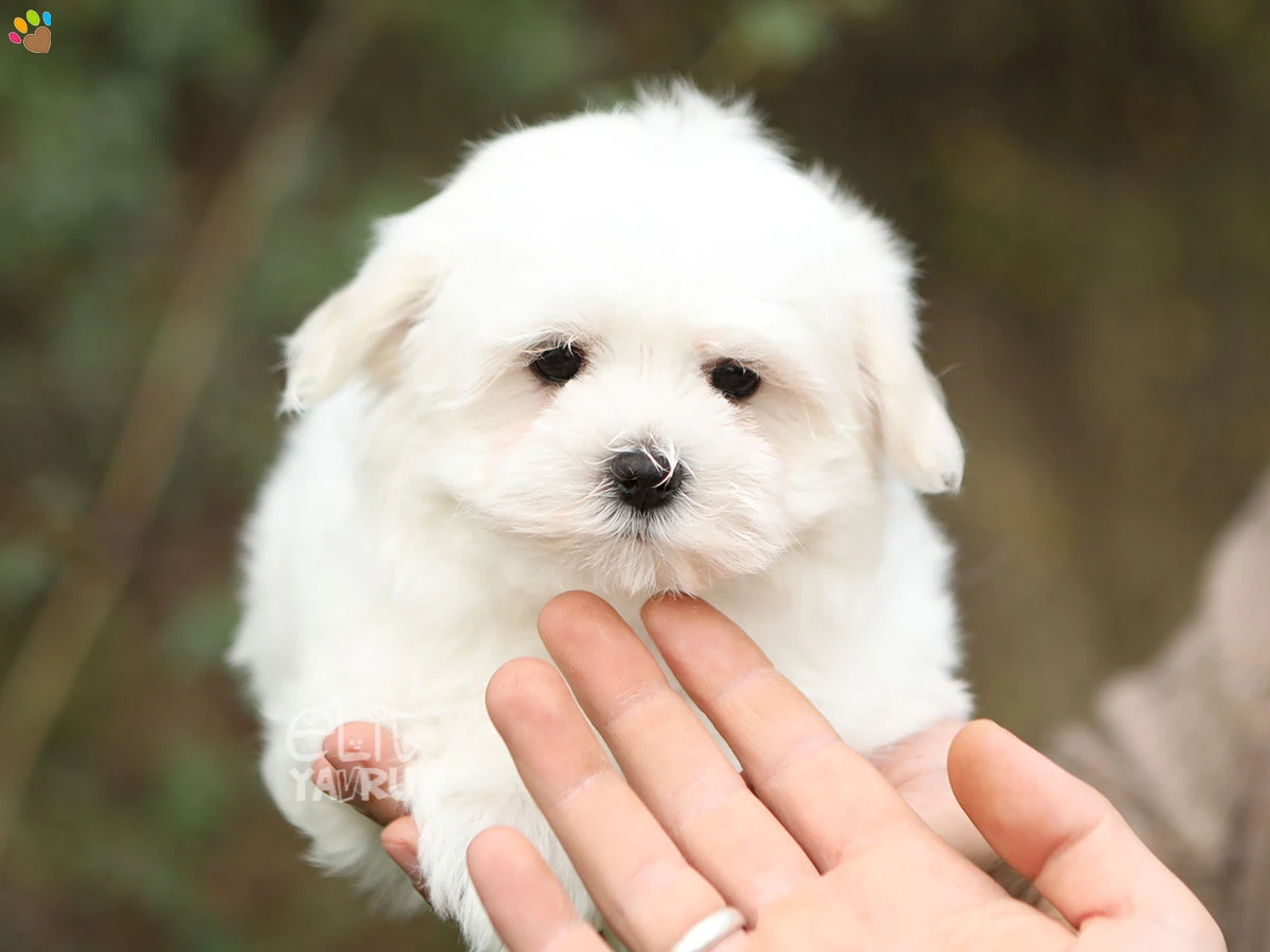 Maltese Terrier Minnie