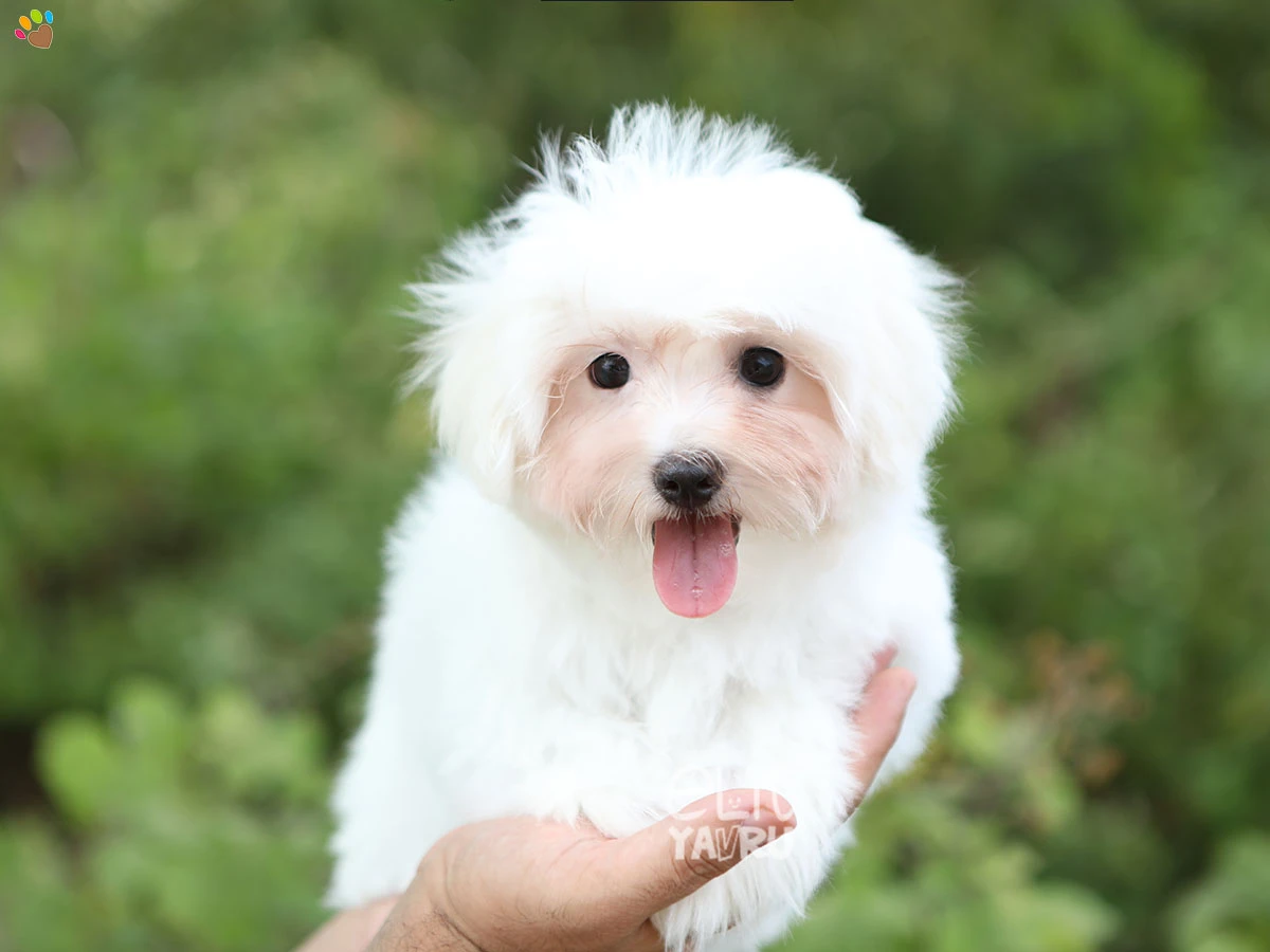 Maltese Terrier Momo 1