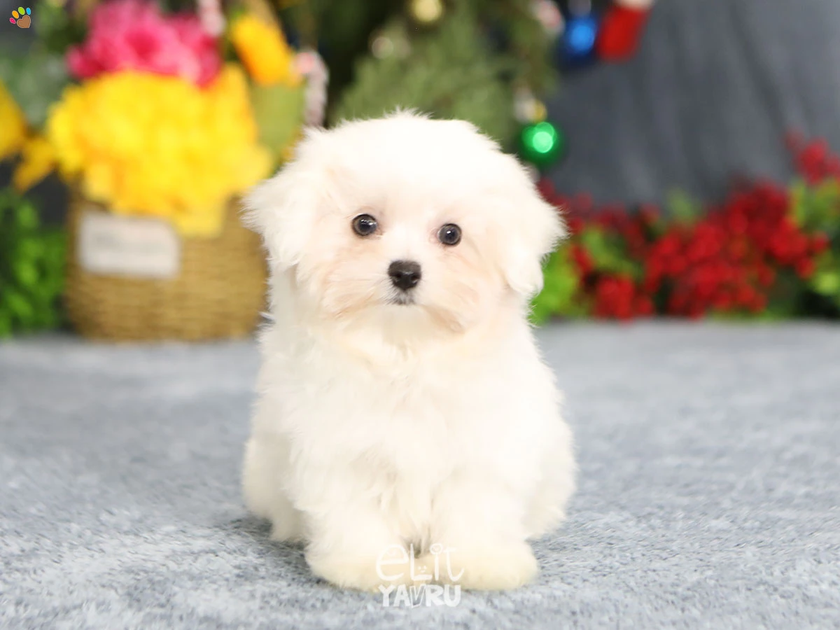 Maltese Terrier Mowgli