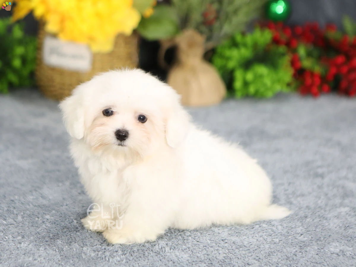 Maltese Terrier Mylo 4