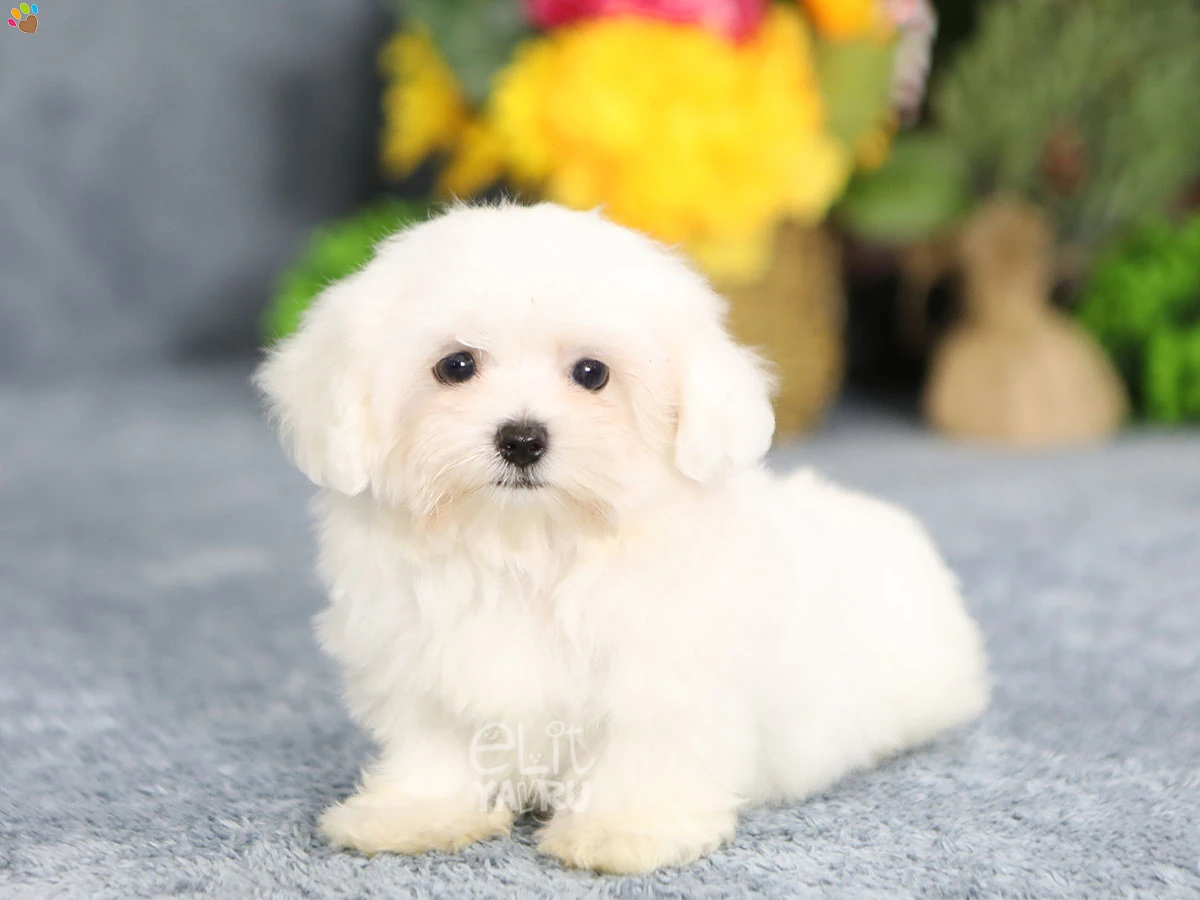 Maltese Terrier Mylo