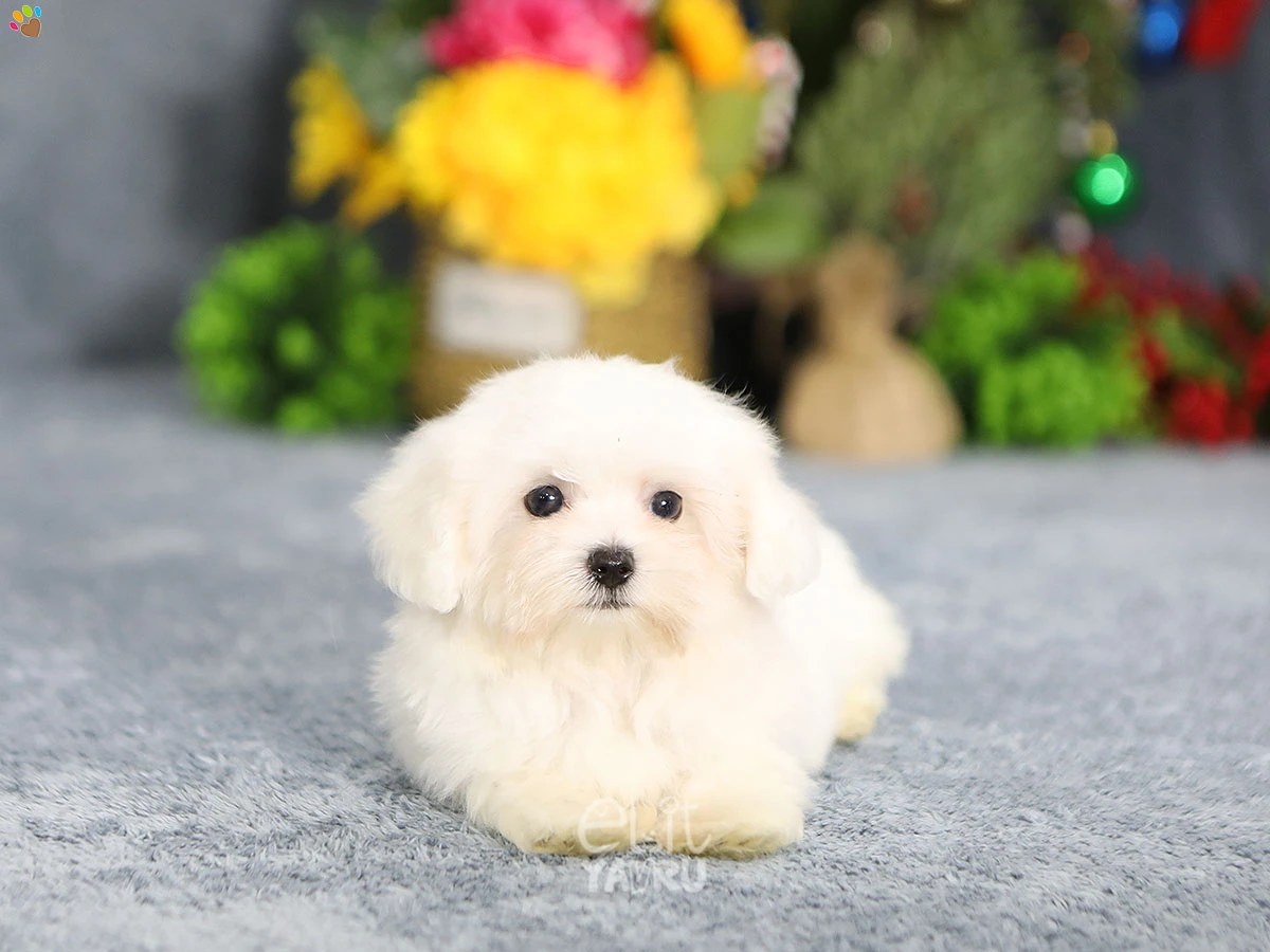 Maltese Terrier Mylo 2