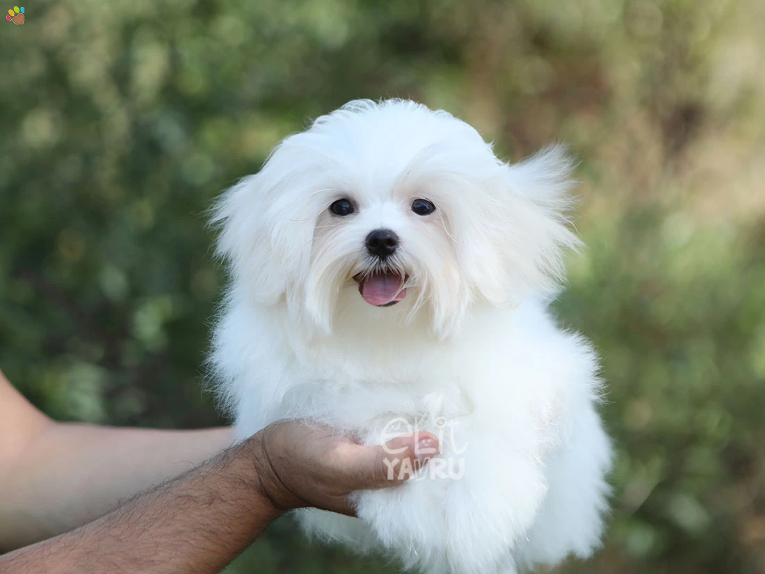 Maltese Terrier Nala