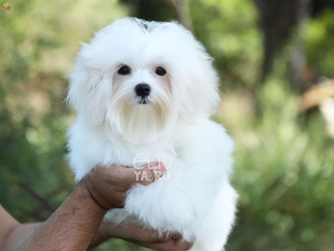 Maltese Terrier Nala 2