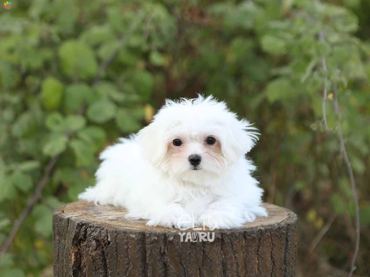Maltese Terrier Noa 2