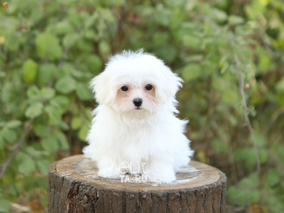 Maltese Terrier Noa 3