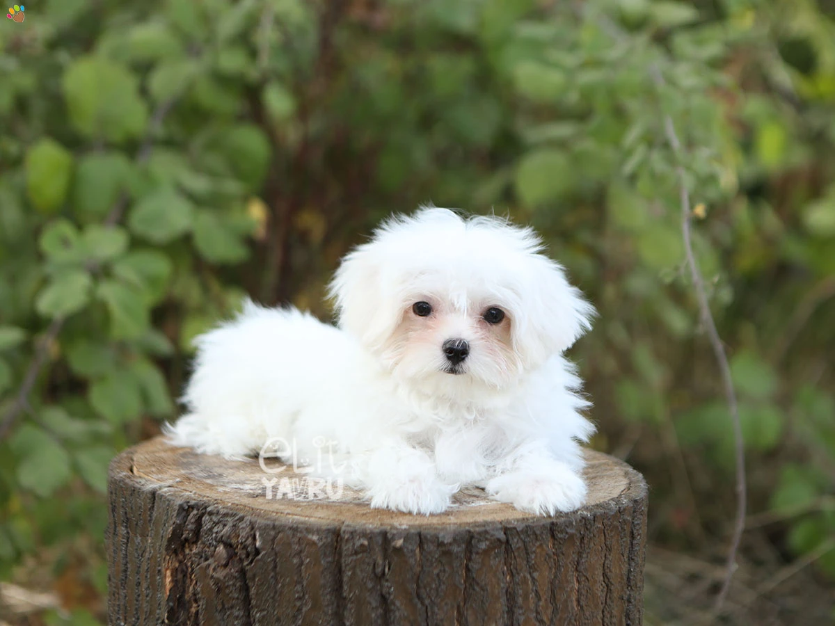 Maltese Terrier Noa 1