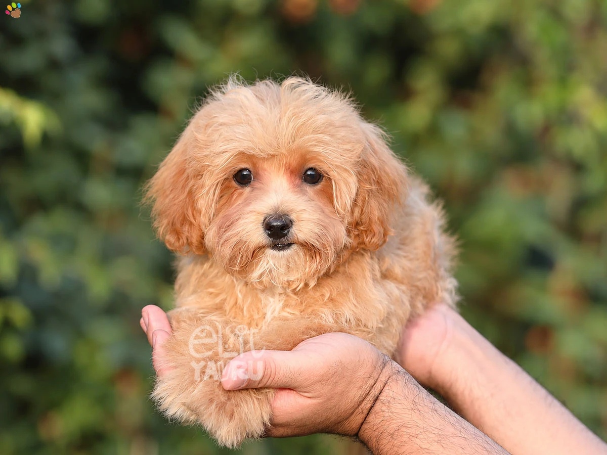Maltipoo Barney