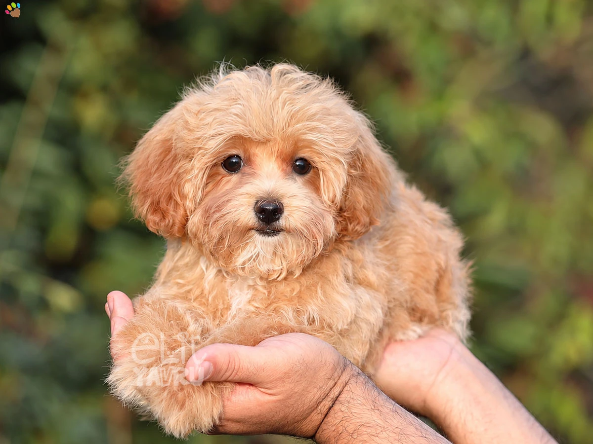 Maltipoo Barney 2