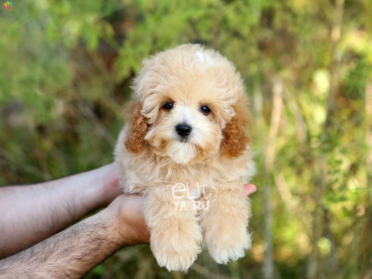 Maltipoo Bianca