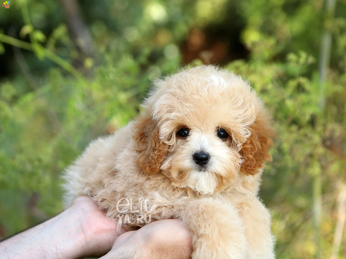 Maltipoo Bianca 1