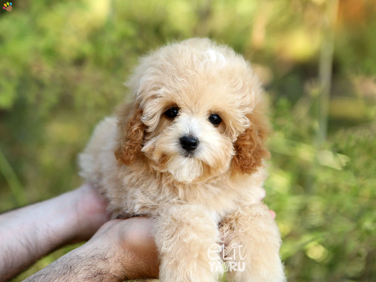 Maltipoo Bianca 2