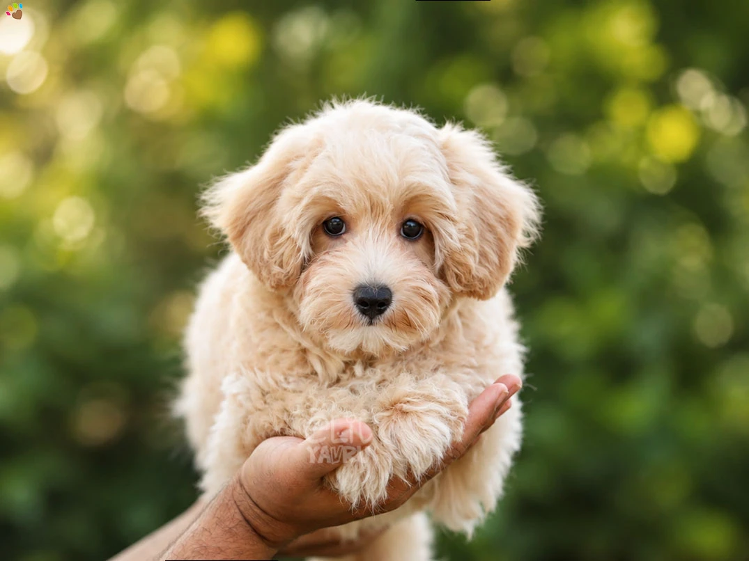 Maltipoo Como