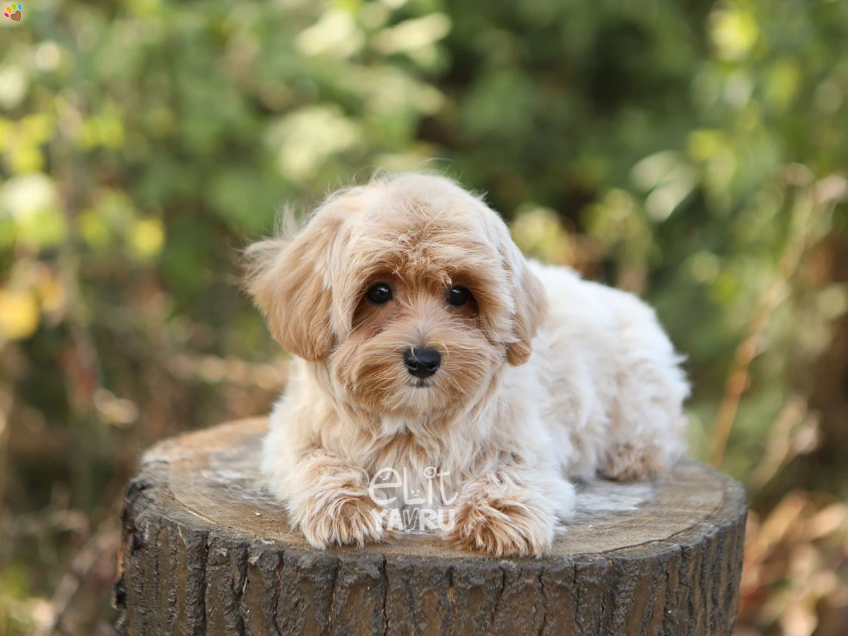 Maltipoo Dino 2