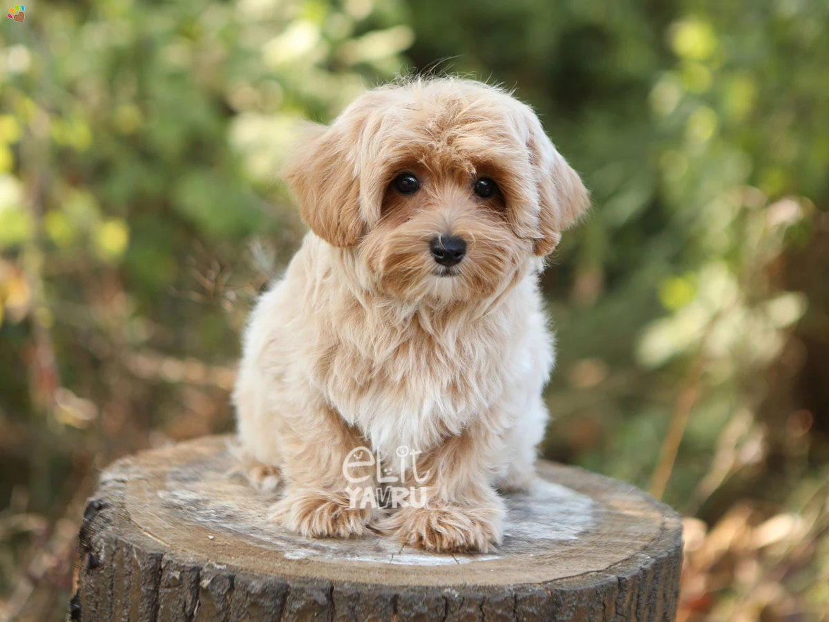 Maltipoo Dino