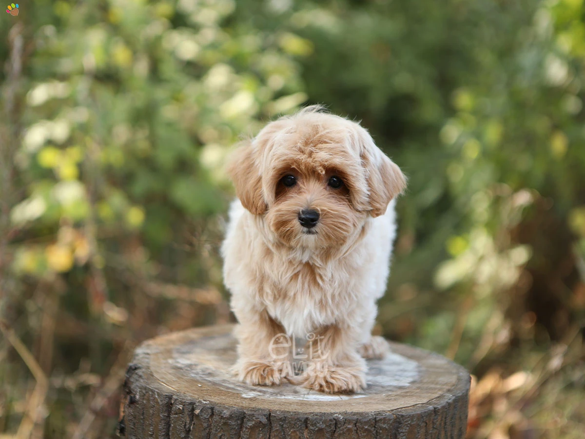 Maltipoo Dino 1