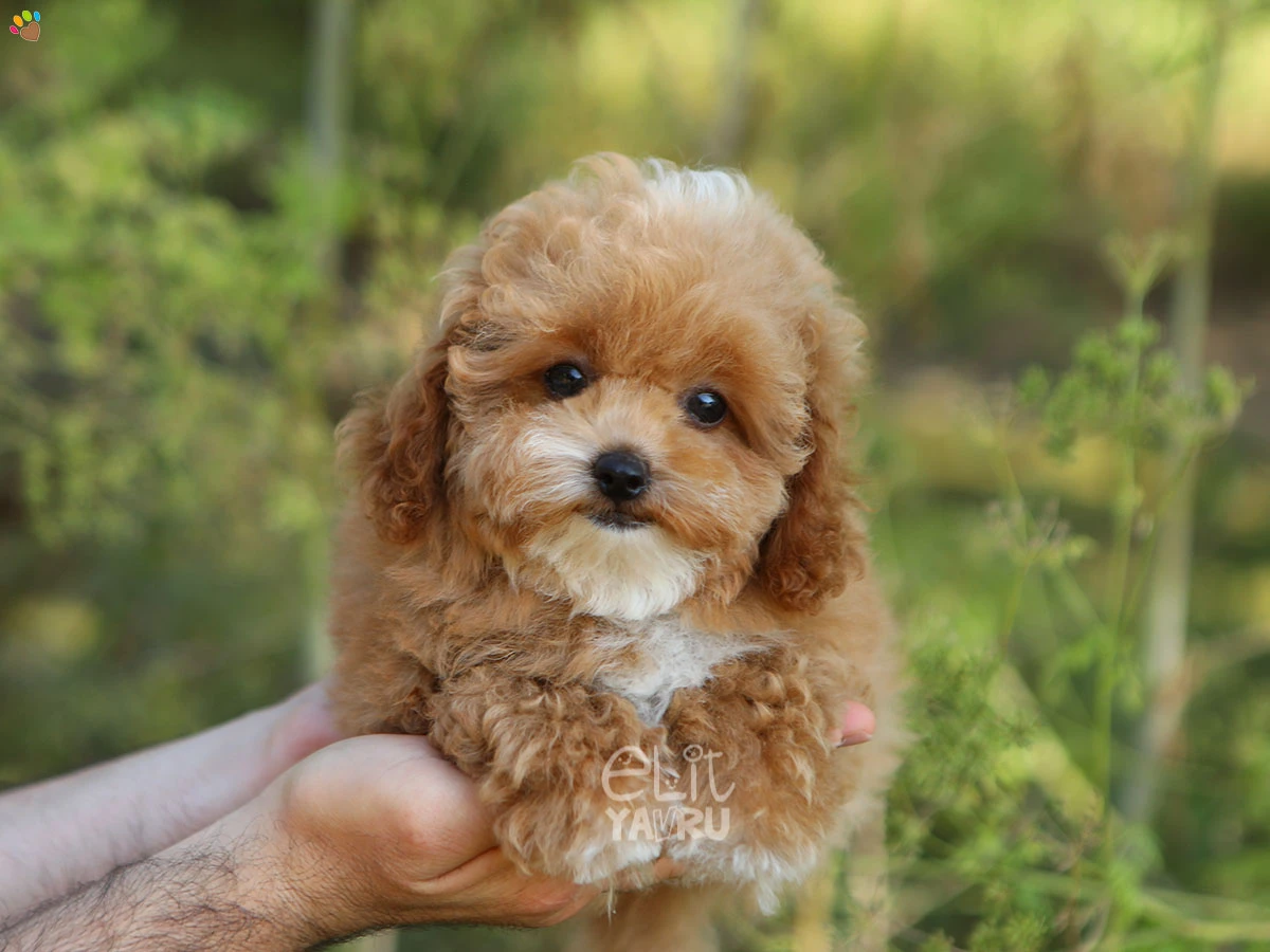Maltipoo Dior 3