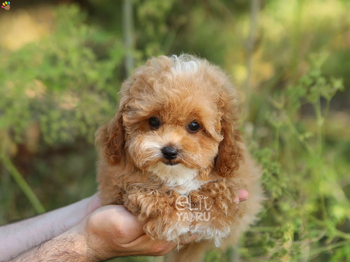 Maltipoo Dior 2