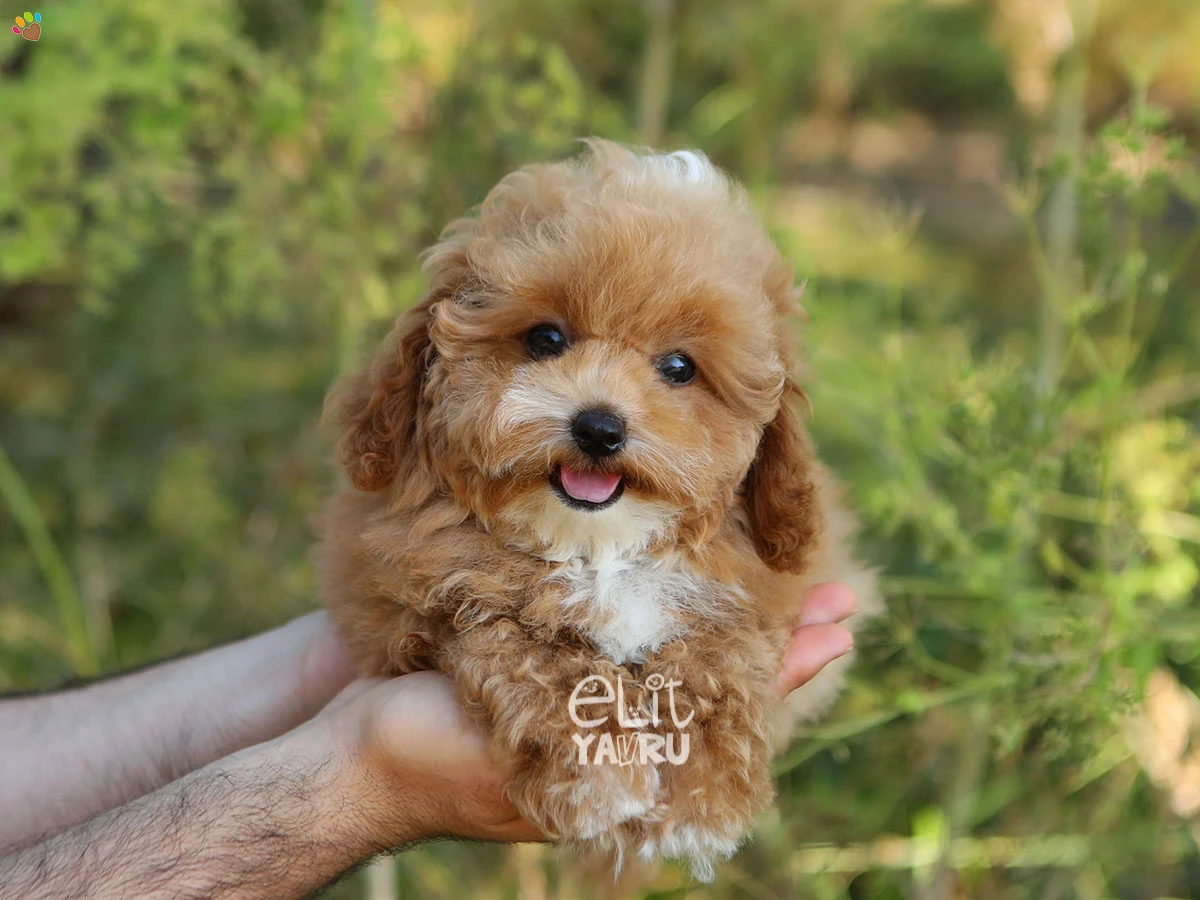 Maltipoo Dior