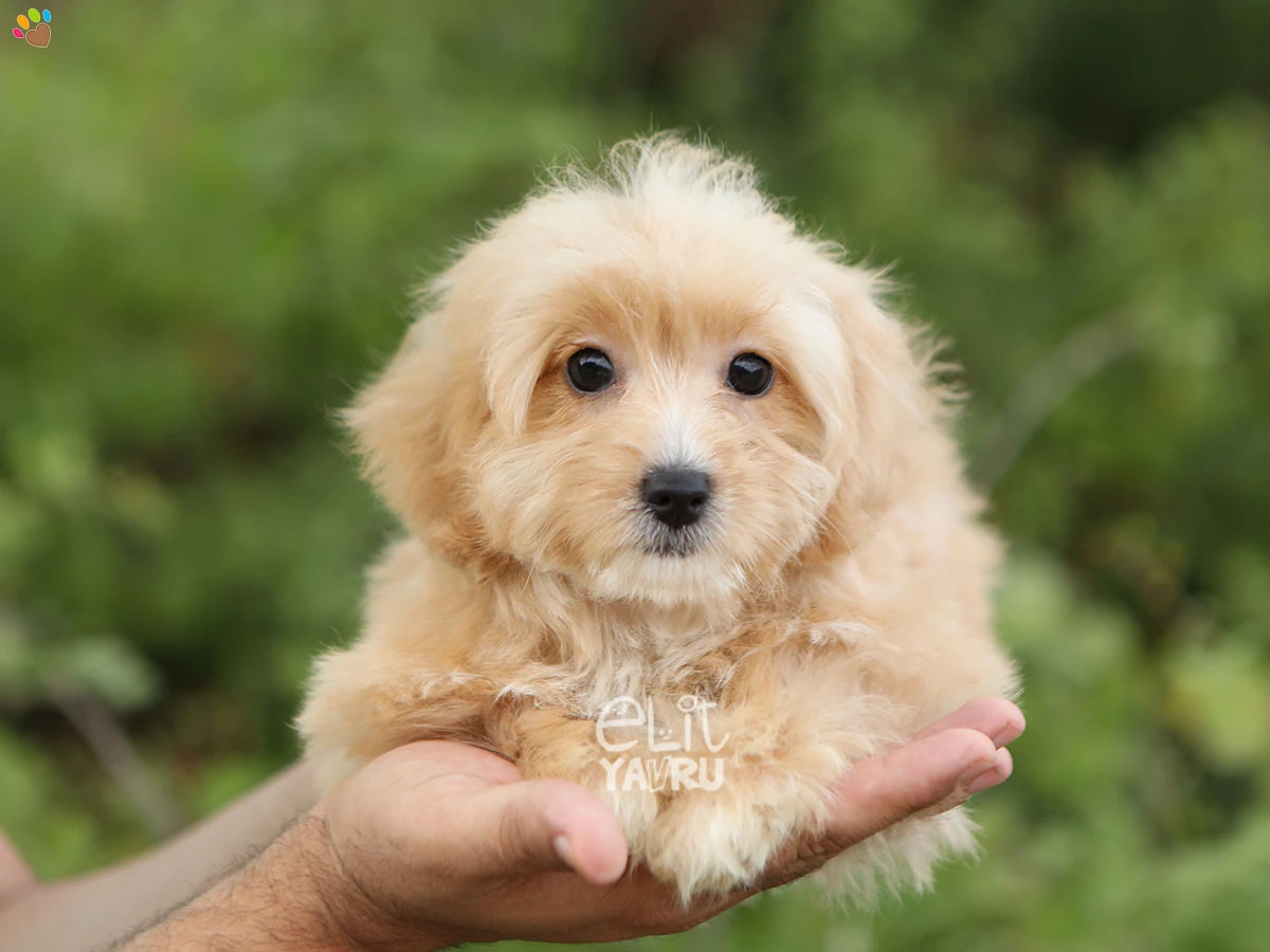 Maltipoo Diva