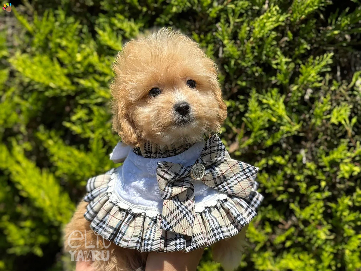 Maltipoo Diva